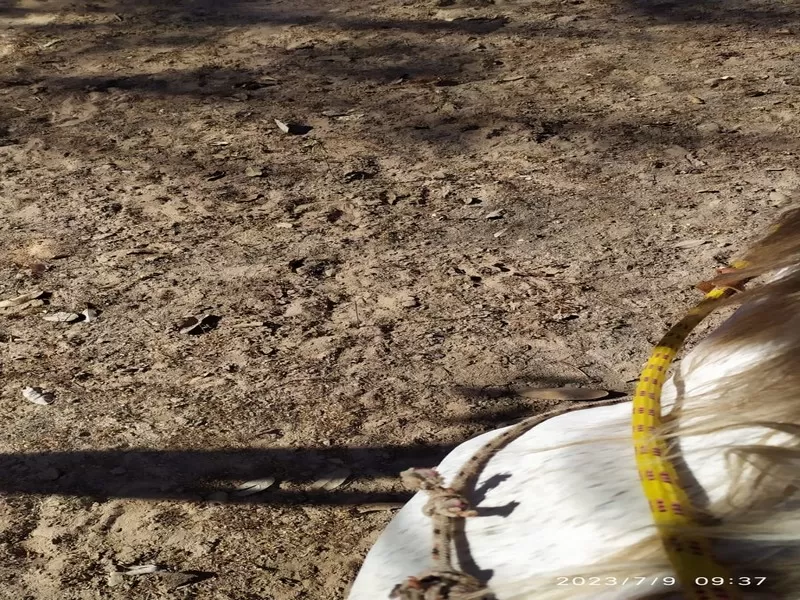 Monte Alegre de Goiás